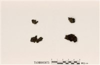 藏品(島衣屬)的圖片